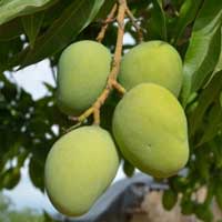i african mango